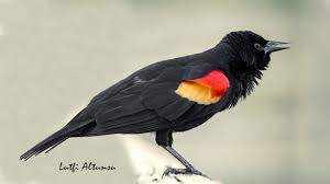 Black Bird With White Ring Around Neck Red Winged Blackbird Alakanatli Karatavuk Florida 2017 Black Bird Animals Beautiful Red Wing Blackbird