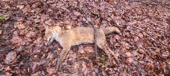 Join me and my fox fam in celebrating the lgbtqia+ community and. Enfield Dispatch Mystery Surrounding Dead Foxes In Park