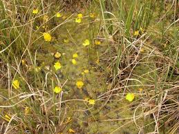Image result for Lentibulariaceae