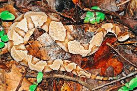 What is the most poisonous snake in georgia? Copperheads Vs North Georgia Water Snakes