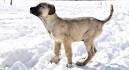 Kangal Dog vs Anatolian Shepherd - Breed Comparison