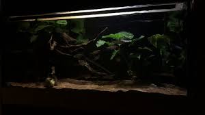 We did not find results for: African Redeye Tetra Playing With The Current Youtube