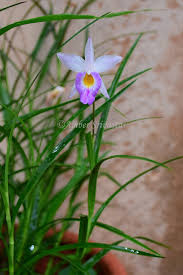 Image result for Rhipidoglossum globulosocalcaratum