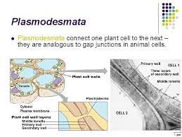 We did not find results for: Cell Communication Signal Transduction Ch 11 Cell Communication