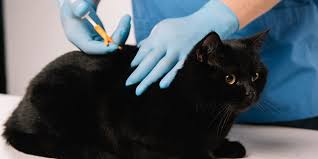 Untuk mengetahui cara menghilangkan kutu kucing, terlebih dahulu ketahui penyebab mengapa kucing kesayangan bisa terserang kutu. 6 Cara Menghilangkan Kutu Kucing Dengan Mudah Dan Aman