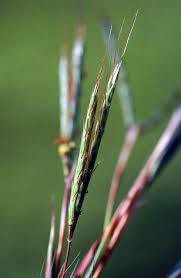 Image result for Andropogon gayanus