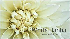 Funeral Flowers And Their Meanings The Ultimate Guide Funeral Flowers Flower Meanings Happy Flowers
