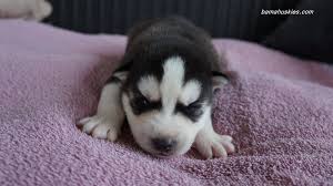 Cute newborn baby husky with blue eyes. Siberian Husky Puppies For Sale Siberian Husky Puppies For Sale Baby Huskies Husky Puppies For Sale Husky Puppy
