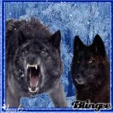 The cartoon became enormously popular with chines. Black Wolf With Red Eyes Pictures P 1 Of 250 Blingee Com