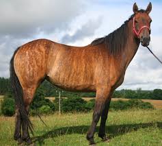 #buckskin horse | 2.4m people have watched this. Is Buckskin A Color Or A Breed Of Horse The Thinking Equestrian