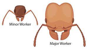 Smaller than four, yet bigger than three, to make it your food, you must add an e. Ant Anatomy Ask A Biologist