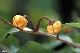 Image result for Uvaria laurentii