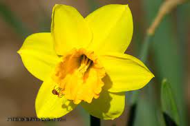 Давайте узнаем о каждом из них подробнее. Cvety Simvoly Stran I Narodov Chast Pervaya Evropejskie I Aziatskie Floristicheskie Emblemy Ochevidnoe Neveroyatnoe