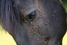 Spring Horse Care Parasites And Flies Horse Illustrated