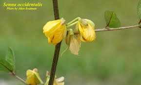Image result for Senna occidentalis