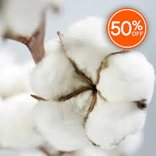 Cotton Tree Fragrance Oil Candlescience