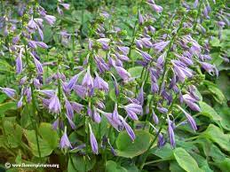 Maybe you would like to learn more about one of these? Purple Flower Hosta Image Size 800 X 600 Purple Flowers Colorful Flowers Hostas