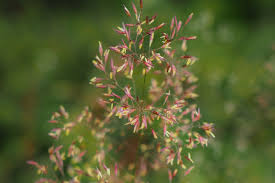 Image result for Agrostis isopholis
