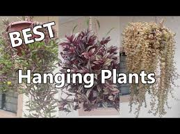 Low maintenance flowering plants philippines. Best Hanging Plants In Philippine Weather Lowland Youtube