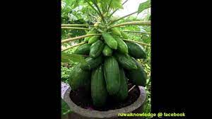 How To Grafting Papaya How To Cloning Papaya How To Make A Short Papaya Papaya Tree How To Grow Lemon Grafting