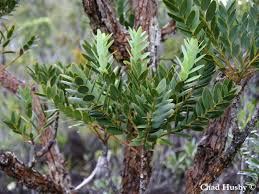 Image result for Agathis