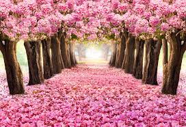 Apr 26, 2020 · flowers are typically made up of five petals, often with a frilled or zigzag edge, in hues of white or red tones that range from pale pink through to deep maroon. Exploring Nature And Trees With Pink Flowers Floraqueen