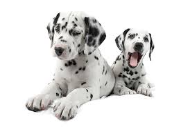 Black And Grey Spotted Dog Yaaaaaaaaaaawn By Satanarchist On Deviantart Cuddly Animals Dalmatian Dalmatian Puppy