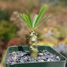 Image result for Pachypodium