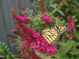 Butterfly Bush How To Plant Grow And Care For Butterfly Bushes Hgtv