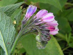 Maybe you would like to learn more about one of these? Comfrey Symphytum X Uplandicum Bocking 14 Root Cuttings Balkan Ecology Project