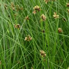 Image result for Bolboschoenus glaucus