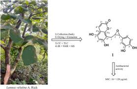 Image result for Lannea schimperi