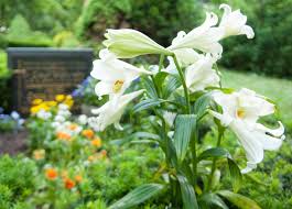 Wer neue lilium pflanzen möchte, kann zudem warten bis sich die samen voll entwickelt haben, um diese zu ernten und neuen zwiebeln auf den weg zu helfen. Gut Fur Garteneinsteiger Lilien Sind Pflanzen Mit Bluhgarantie