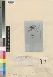 Image result for Cyrtorchis brownii