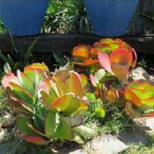 Image result for Kalanchoe lateritia