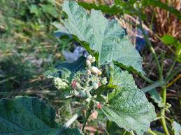 Image result for Chrozophora plicata