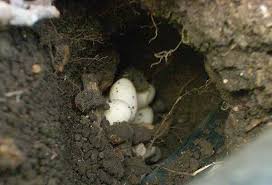 Lizard Eggs – The Witches Kitchen