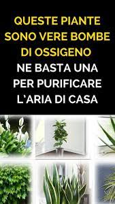 Crisantemo la pianta è ottima per pulire l'aria da composti a base di benzene, presenti in abbondanza nelle plastiche, detersivi, collanti e vernici. Pin On Bacheca Appunti