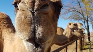 Geico hump day camel commercial. Top Ten Camel Answers Oasis Camel Dairy