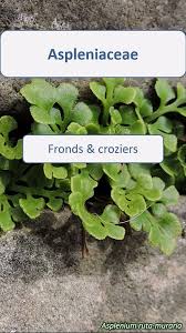 Image result for Aspleniaceae