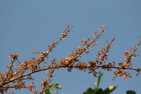 Image result for Combretum microphyllum