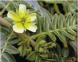 Image result for Pedalium