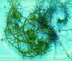 Maybe you would like to learn more about one of these? How To Control Hydrilla Aquaplant Management Of Pond Plants Algae