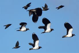 Im herbst, wenn die tage kürzer und zunehmend kälter werden, können sie am himmel häufig große vogelschwärme. Birdwatch Zugvogelarten Nabu