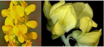 Image result for Crotalaria quarrei