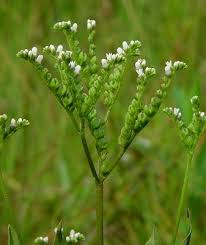 Image result for Lobelia petiolata