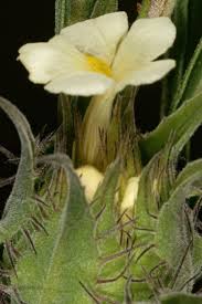 Image result for Crabbea kaessneri