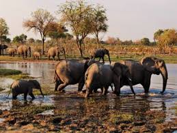 We did not find results for: 5 Days Authentic Mobile Tented Camping Safari Chobe National Park And Moremi Game Reserve Botswana Bookallsafaris Com