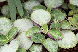 Image result for Plectranthus guruensis