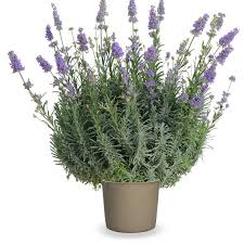 Dried sprigs will deter insects when placed in a closet or room. Lavandula Angustifolia Dwarf Blue